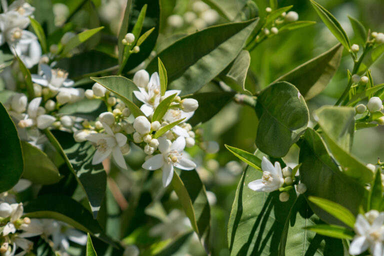 Citrus bloom with successful pollination