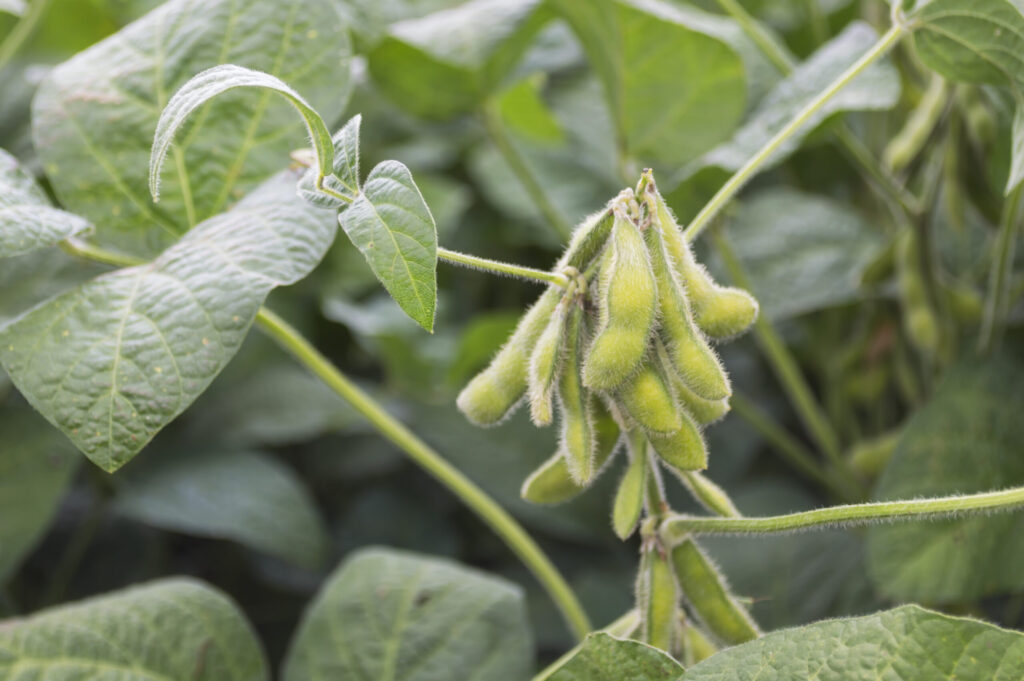 Healthy soybean crop