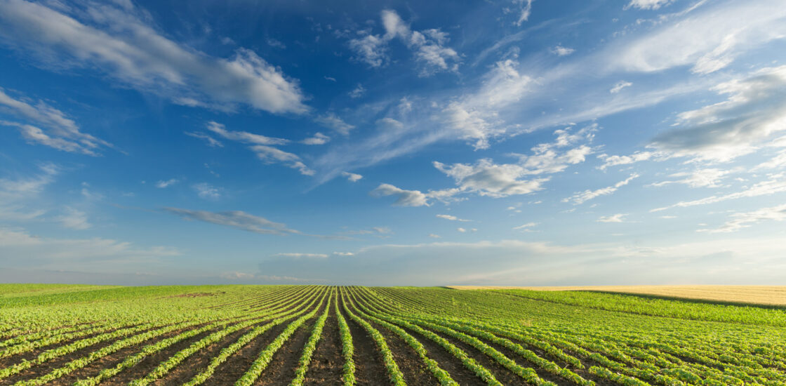 Rows of young green soybeans against the blue sky with beautiful clouds. Soy bean fields in early summer season.