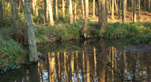 aedes habitat4