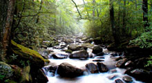 blackfly habitat