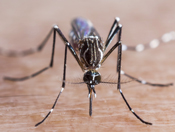 Aedes Mosquito. Close up of alive yellow fever mosquito (Aedes aegypti) biting on human skin, front view