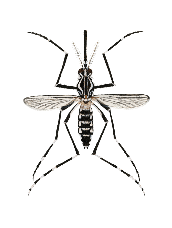 aedes aegypti