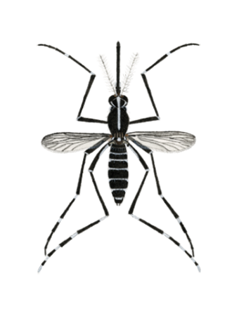 aedes albopictus