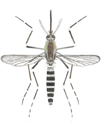 aedes atropalpus