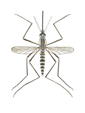 aedes geniculatus
