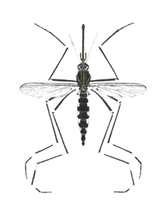 aedes japonicus