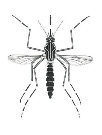 aedes notoscriptus