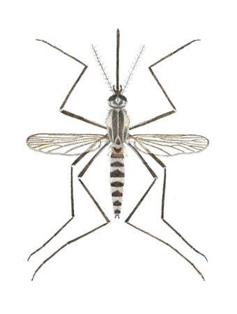 aedes sierrensis