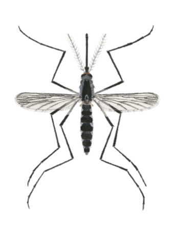 aedes triseriatus