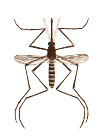 culex pipiens