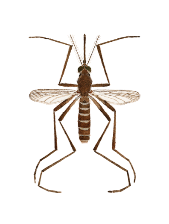 culex quinquefasciatus