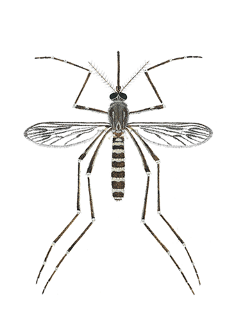 culliseta incidens