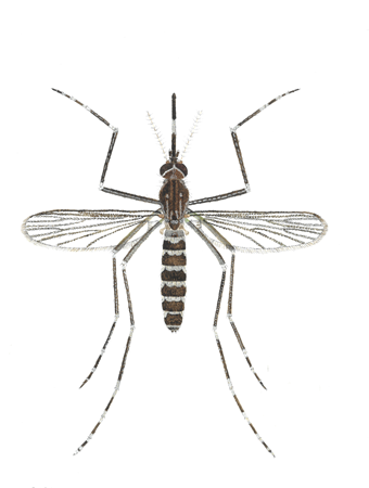 Culex-tarsalis