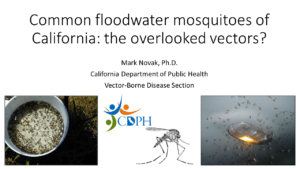 Common floodwater mosquitoes in California the overlooked vectors Mark Novak