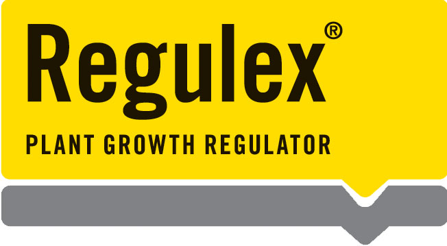 Regulex