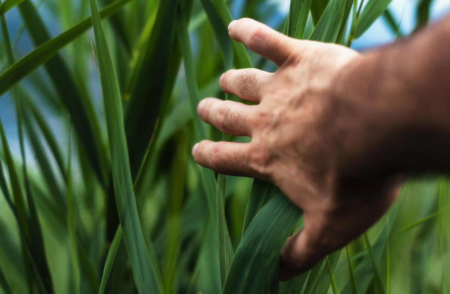 hand and green leaves