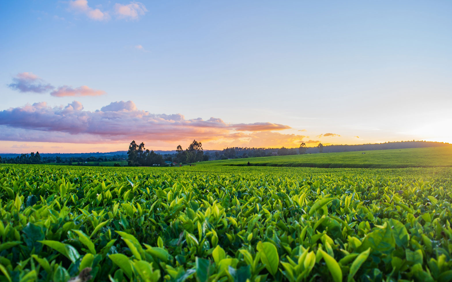 green field and sky