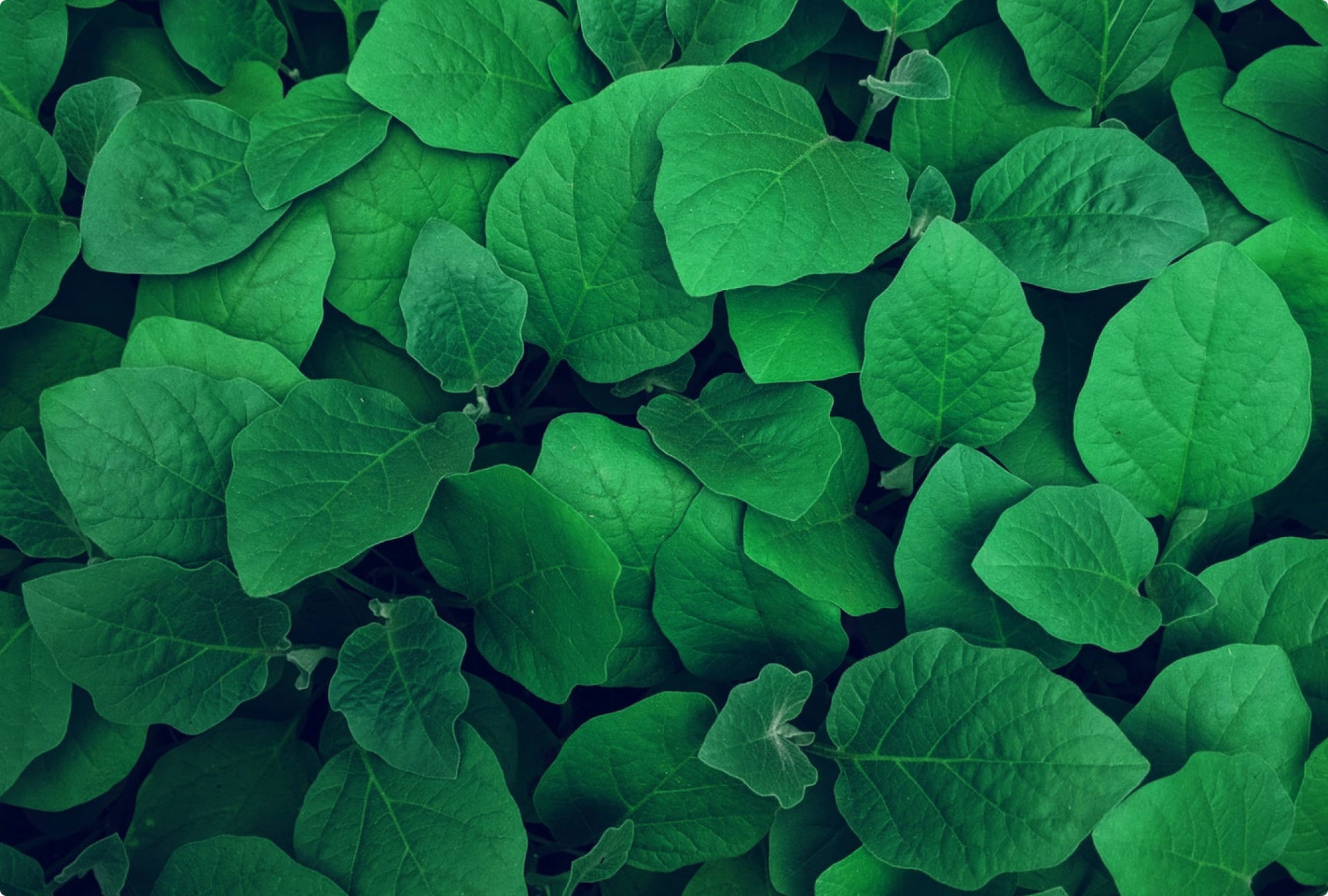 green leaves