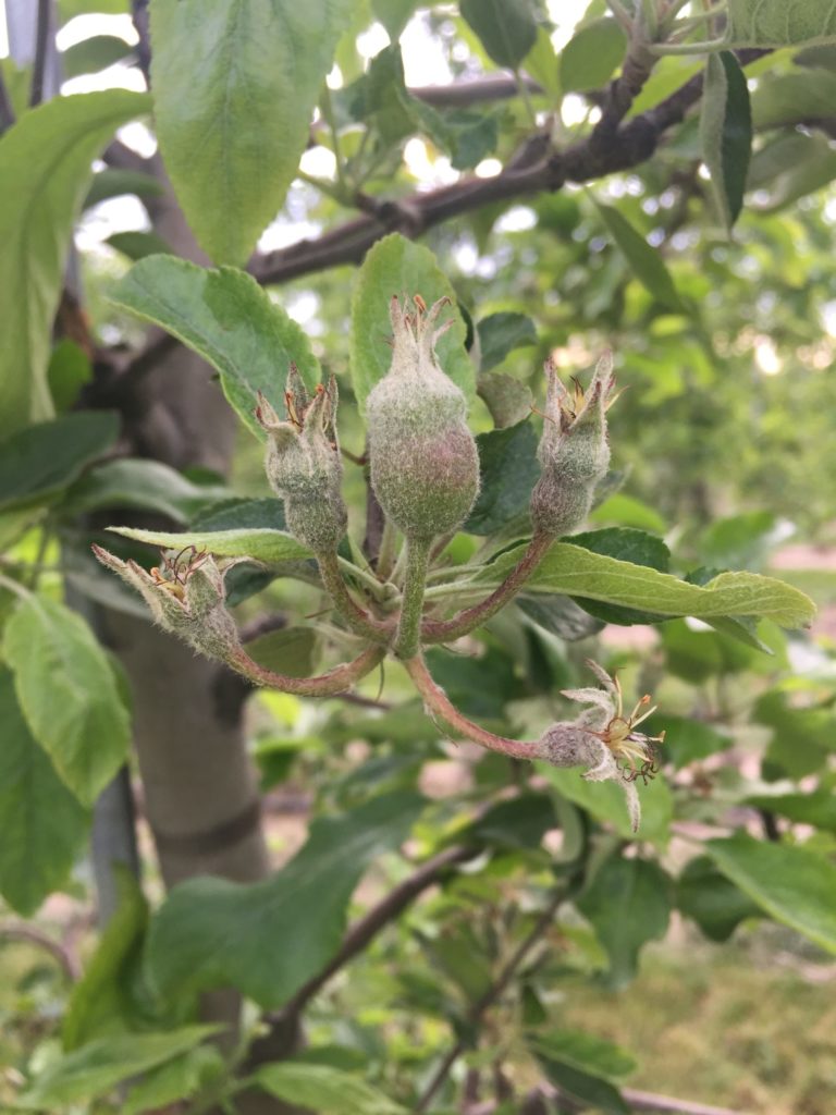 apple fruitlets on a tree