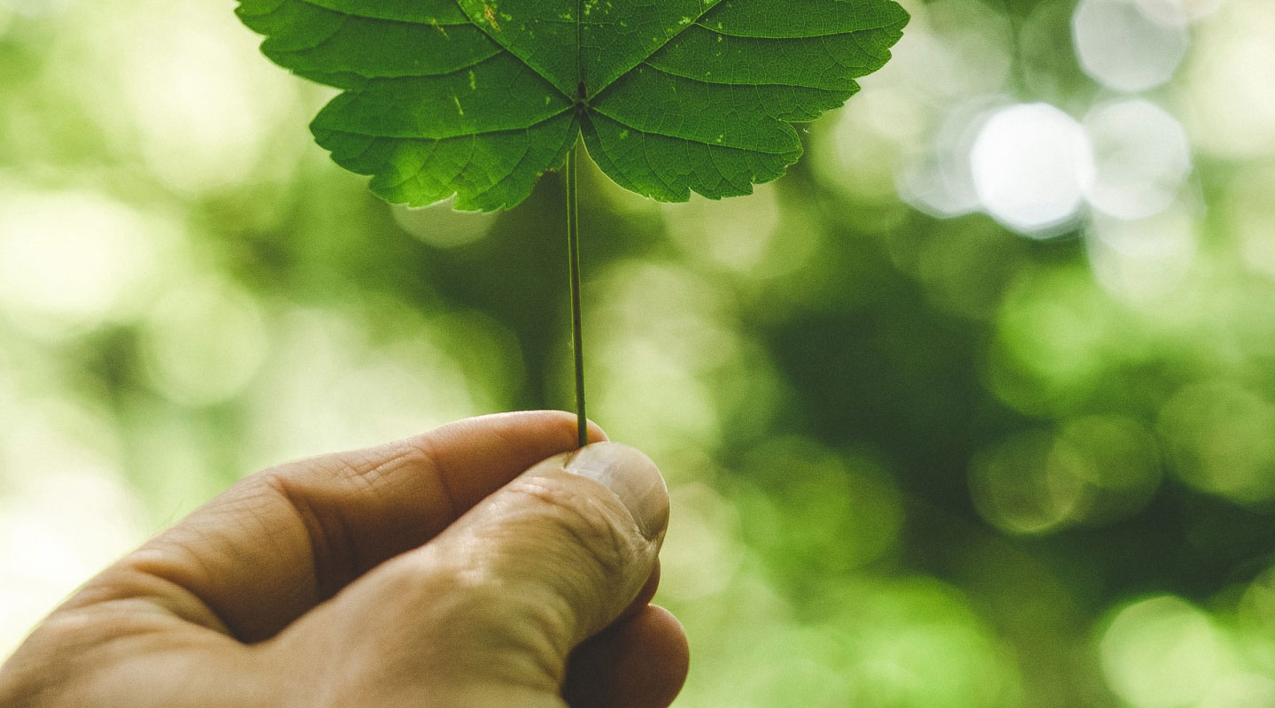 green leaf in hand