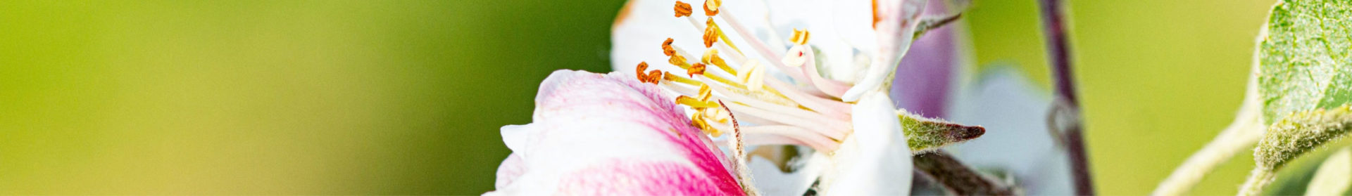 white and pink flower