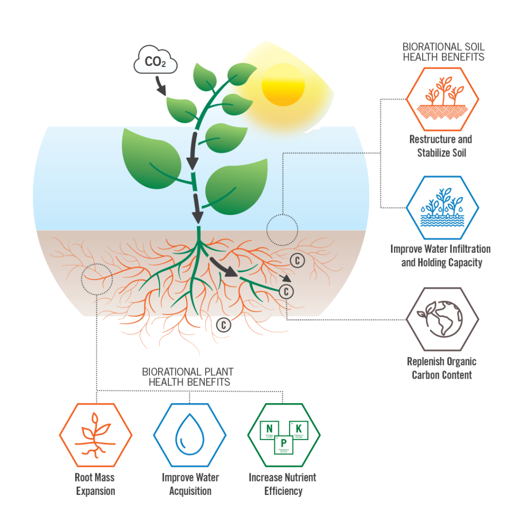 AMF arbuscular mycorrhizal fungi and carbon sequestration