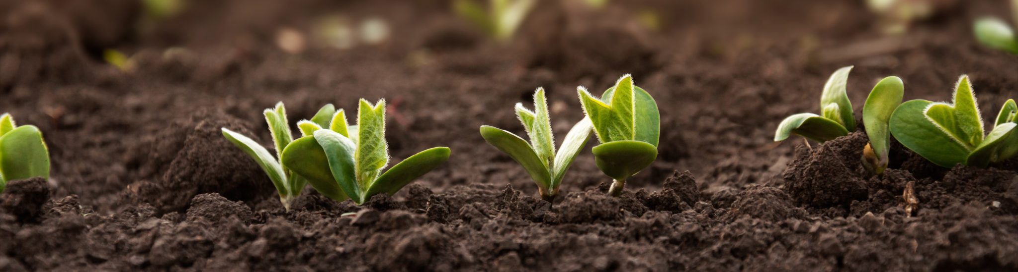 soybean in soil using AMF