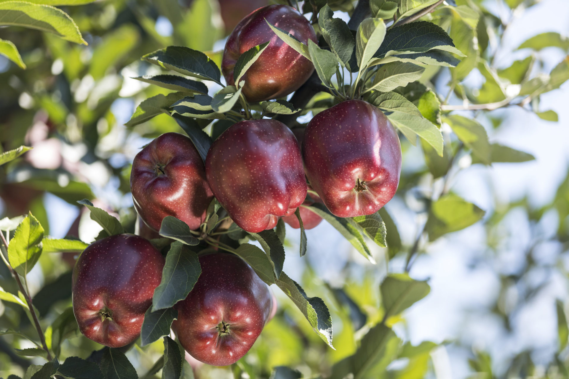 Promalin® Plant Growth Regulator | Valent BioSciences