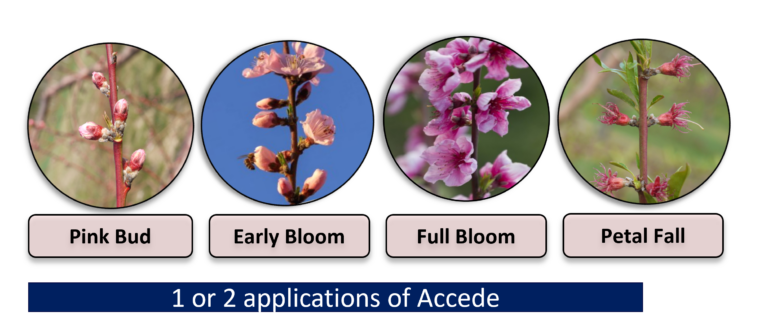 Accede application timing stages