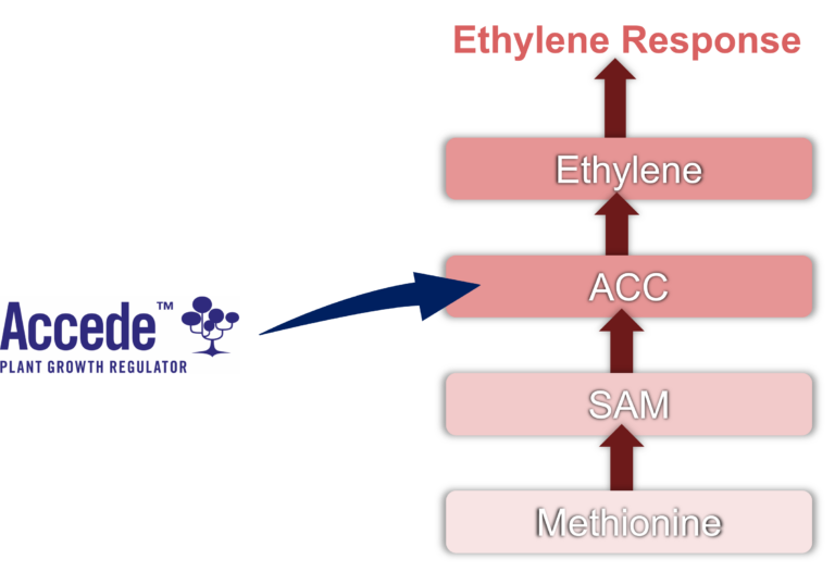 Accede contains the active ingredient ACC, which induces the ethylene biosynthesis pathway