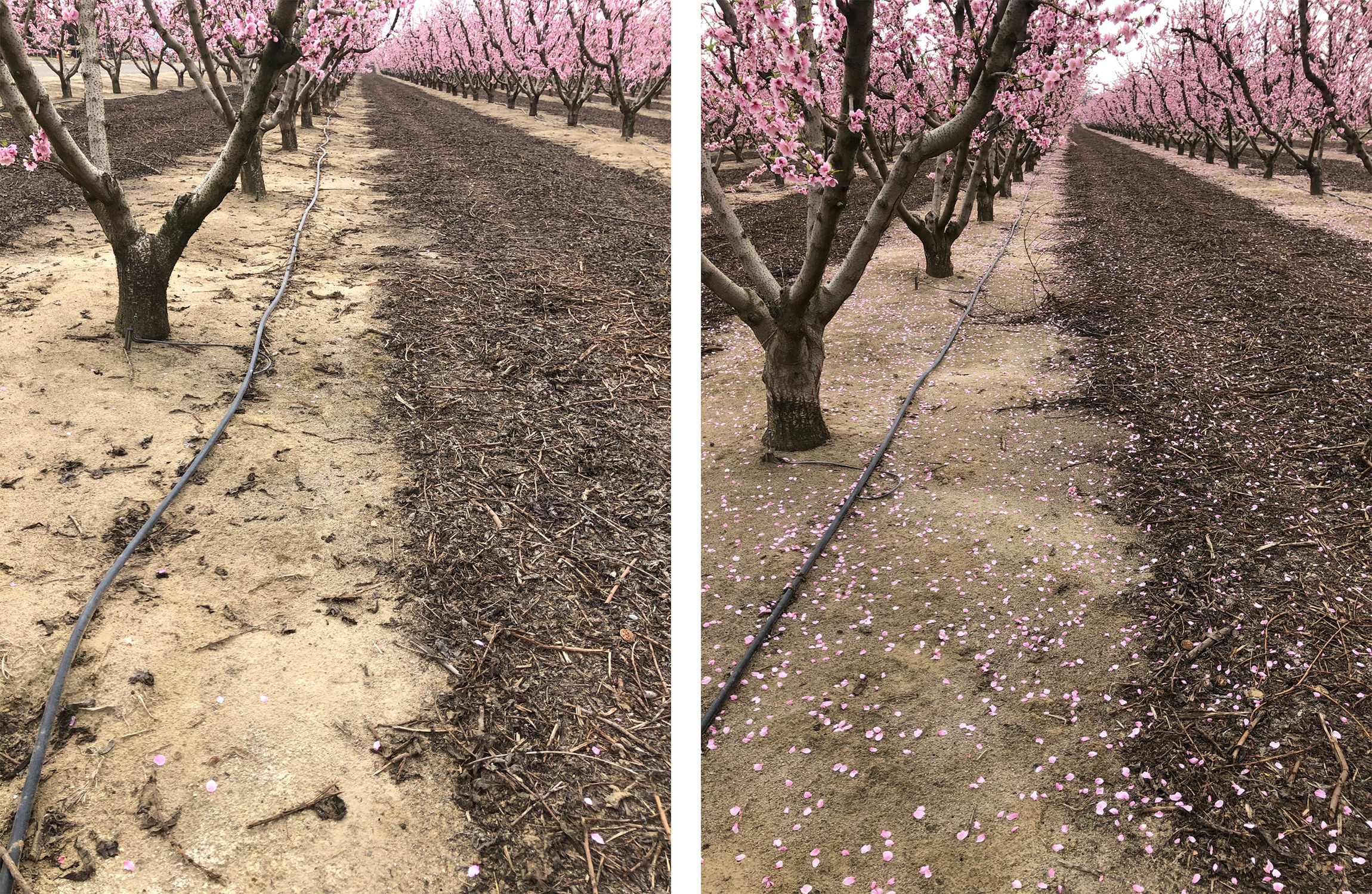 Peach trees showing how Accede accelerates petal drop