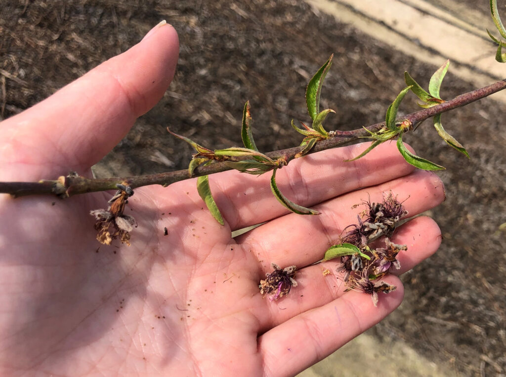 Flower senescence after Accede application