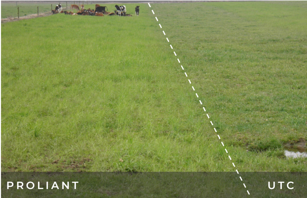 image showing Proliant treated vs untreated areas in pasture grass