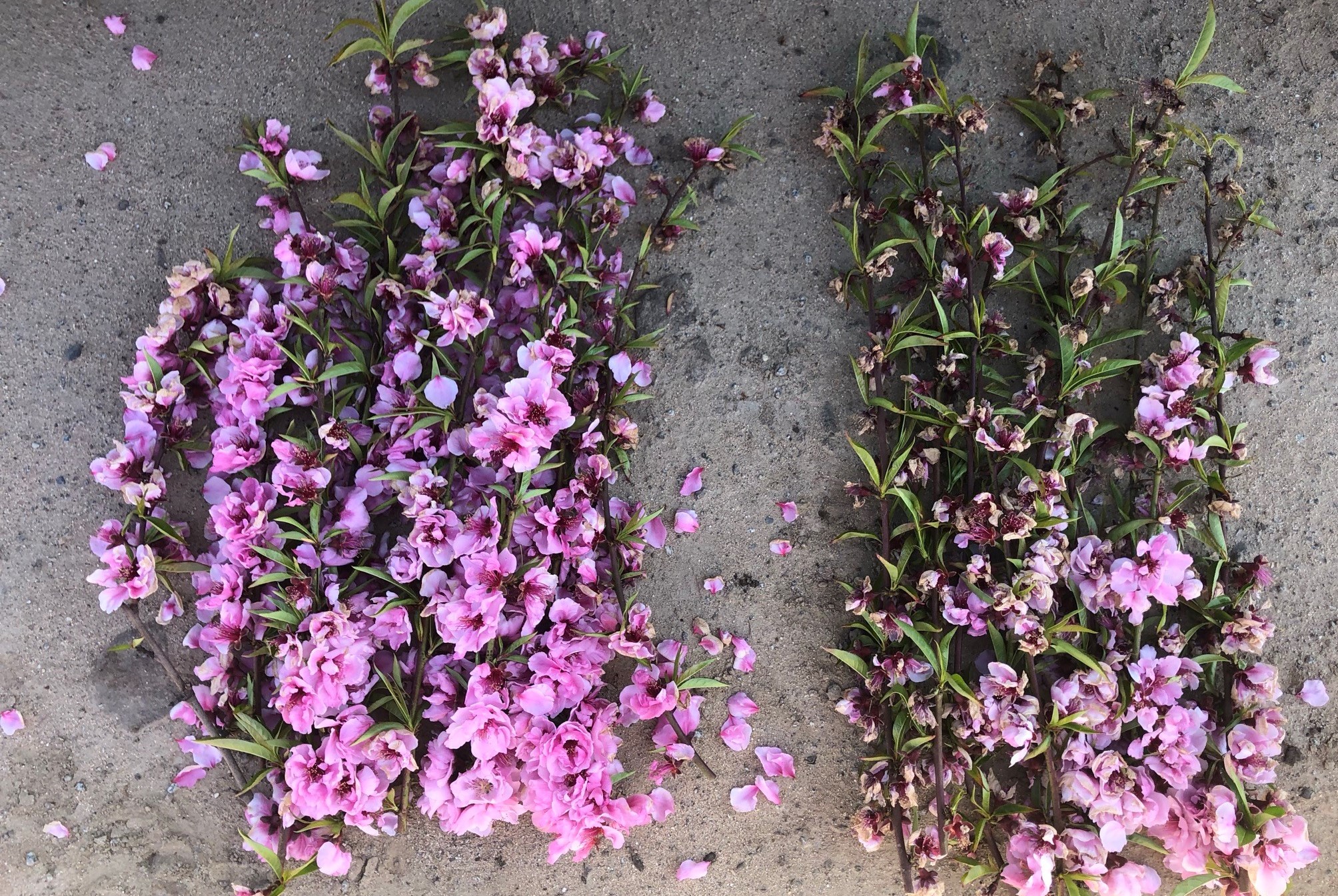 peach branches showing flower senescence after Accede application