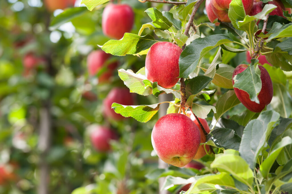 The Benefits of Promalin® on Apples | Valent BioSciences
