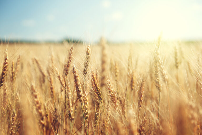 wheat field at sunrise or sunset