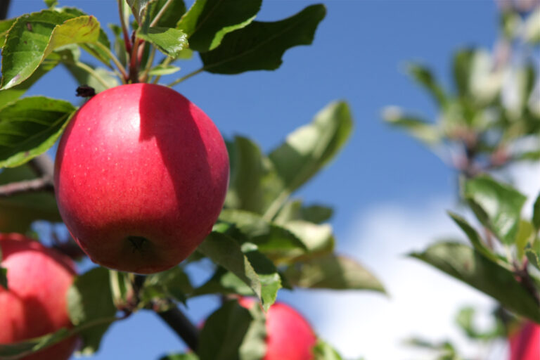 Red Apple on a Tree