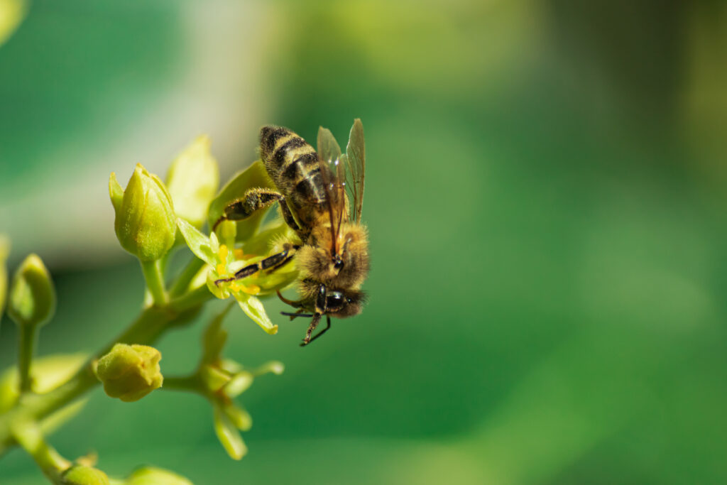 bee on avocado flower