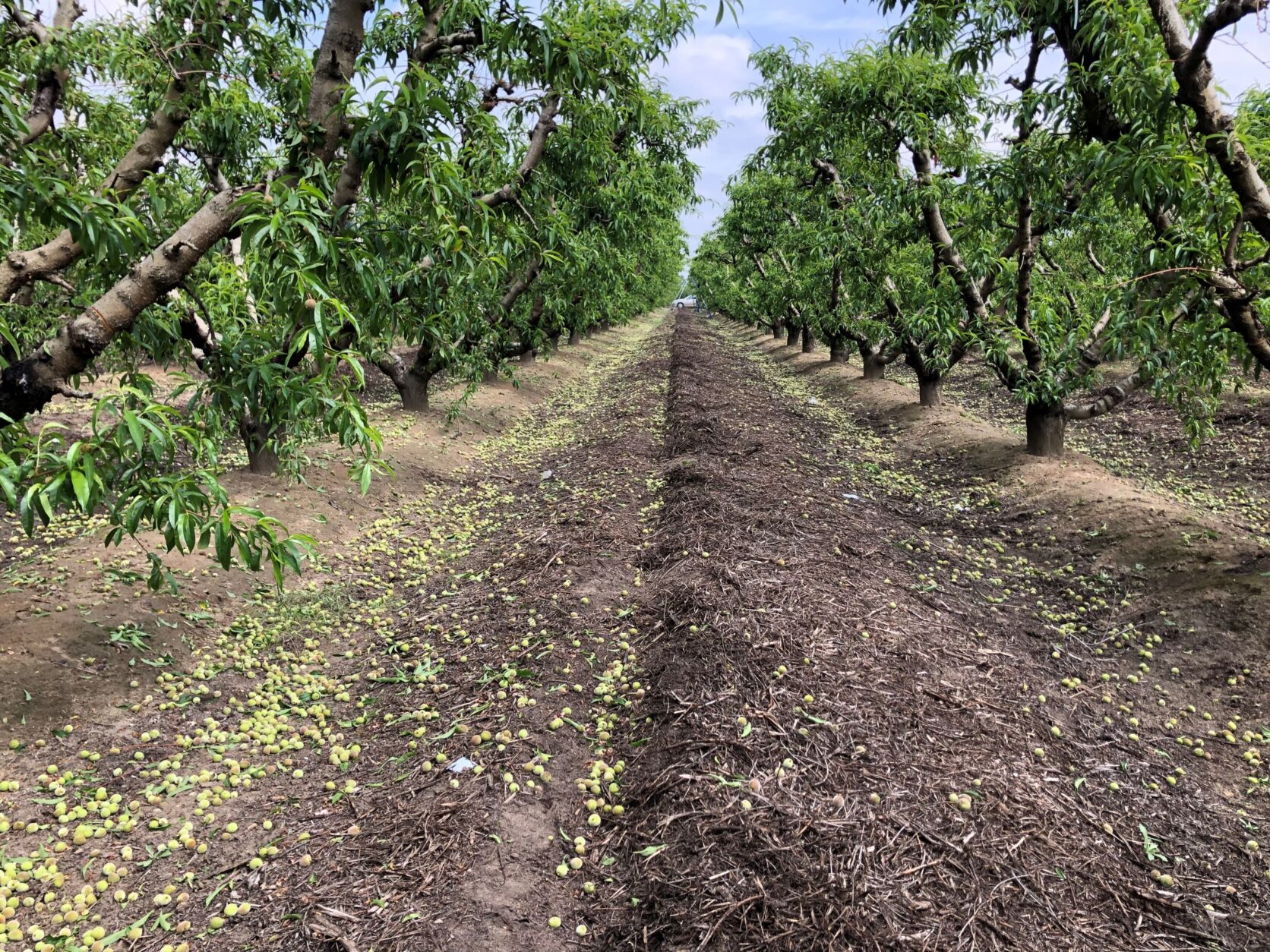 Two rows of trees showing hand thinned fruit on the ground
